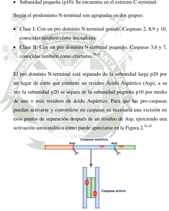 Figura N°2. Activación de una pro-caspasa 