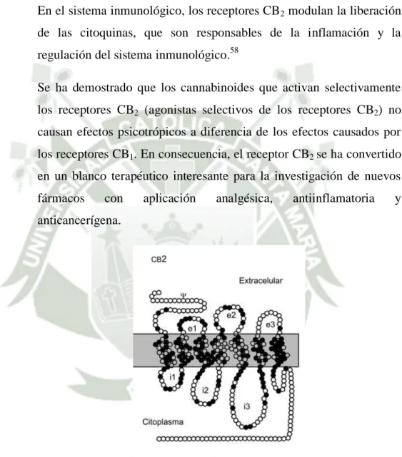 Figura N°7. Estructura 2D del receptor CB 2 