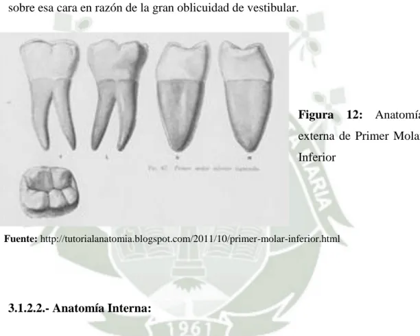 Figura  12: Anatomía  externa  de  Primer  Molar  Inferior 