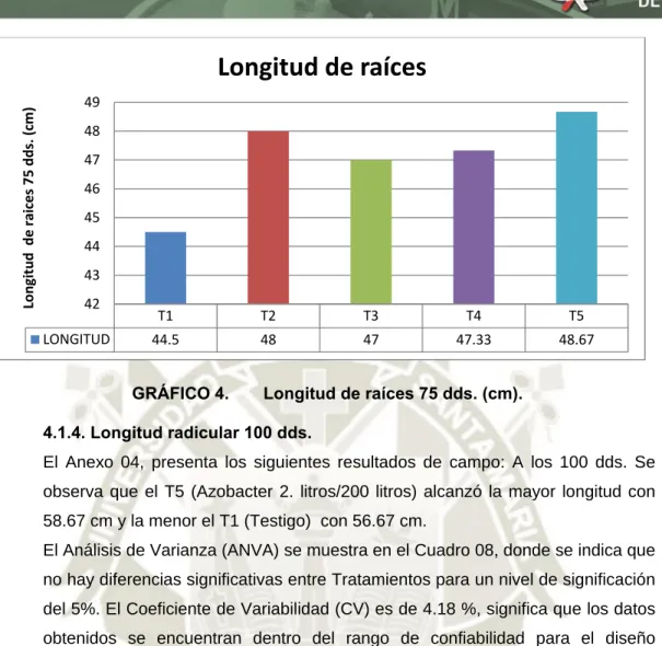 GRÁFICO 4.   Longitud de raíces 75 dds. (cm). 