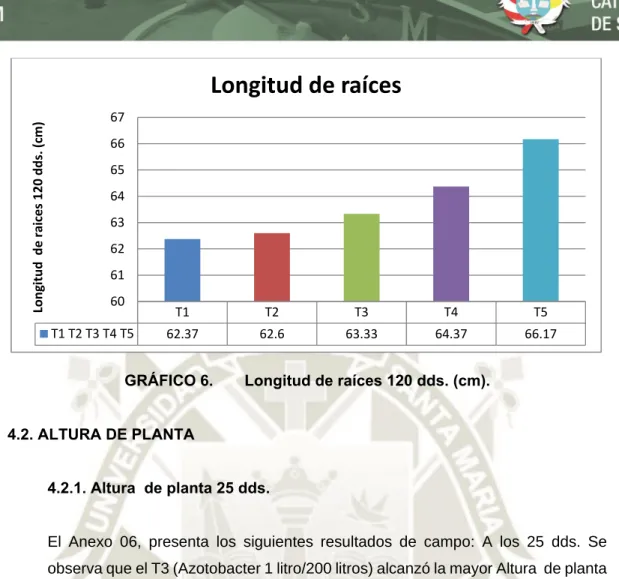 GRÁFICO 6.   Longitud de raíces 120 dds. (cm). 