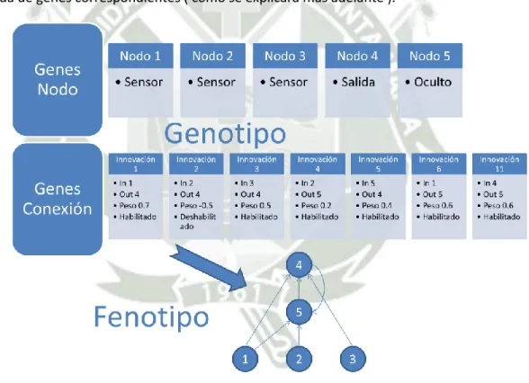 Figura 17-1 Genotipo Vs Fenotipo 