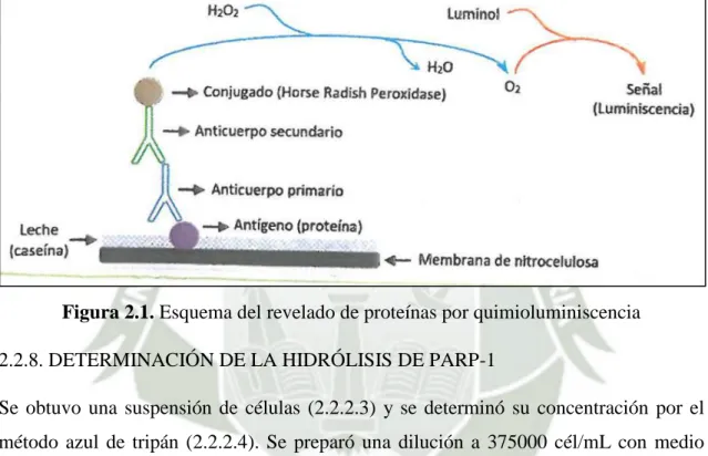 Figura 2.1. Esquema del revelado de proteínas por quimioluminiscencia  2.2.8. DETERMINACIÓN DE LA HIDRÓLISIS DE PARP-1 