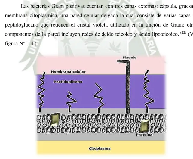 Figura N° 1.4: Pared celular bacteria Gram positiva.