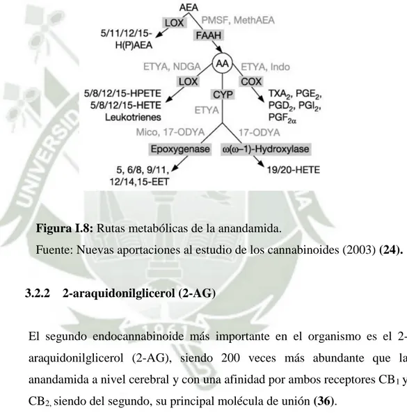 Figura I.8: Rutas metabólicas de la anandamida. 