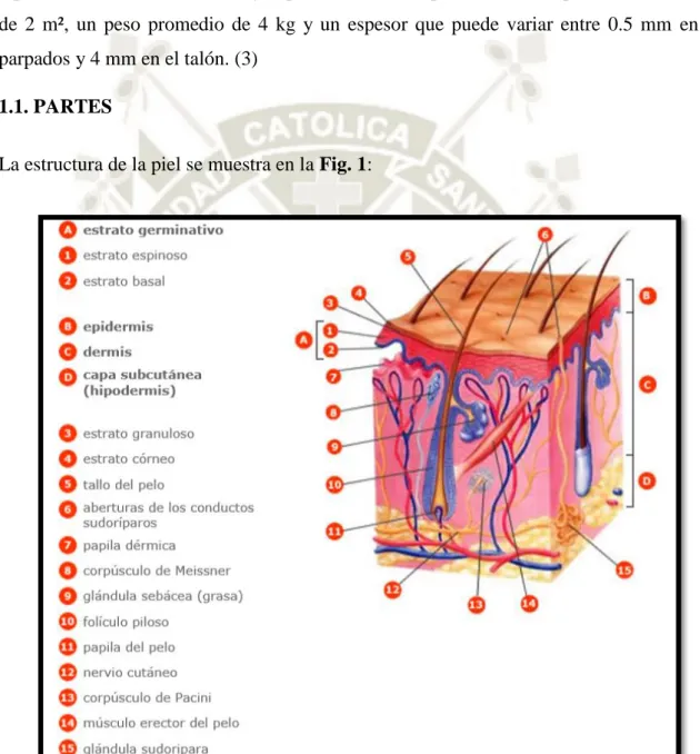 Fig. 1 Estructura de la piel (4) 
