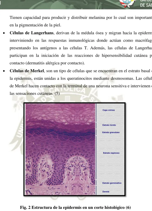 Fig. 2 Estructura de la epidermis en un corte histológico (6) 