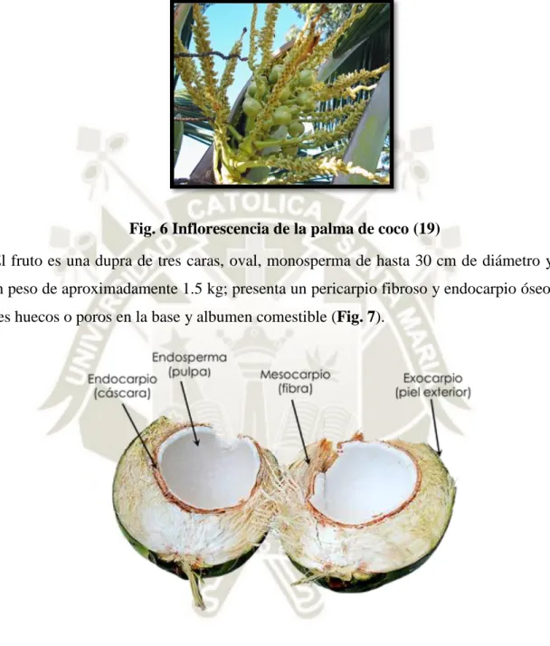 Fig. 7 Partes del coco (21)