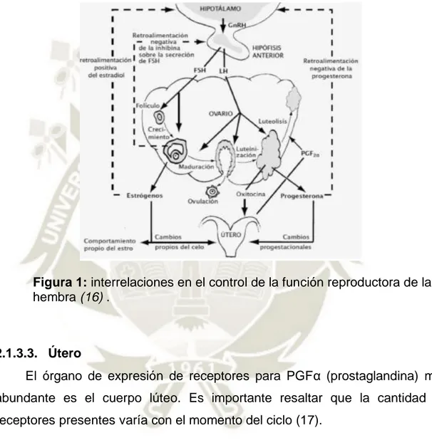 Figura 1: interrelaciones en el control de la función reproductora de la  hembra (16) 