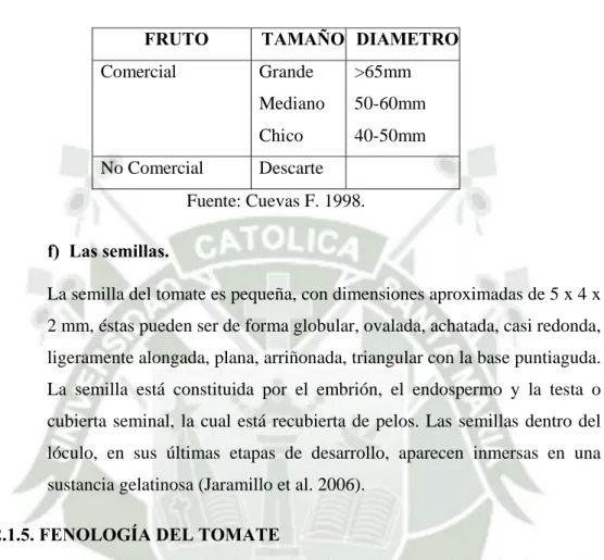 CUADRO 01.   Clasificación de frutos de tomate de acuerdo a su tamaño y  diámetro 