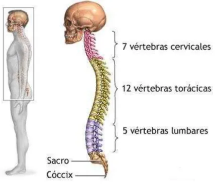 Figura 1.- Columna vertebral. 