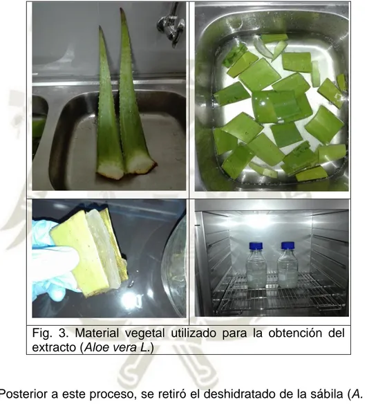 Fig.  3.  Material  vegetal  utilizado  para  la  obtención  del  extracto (Aloe vera L.) 