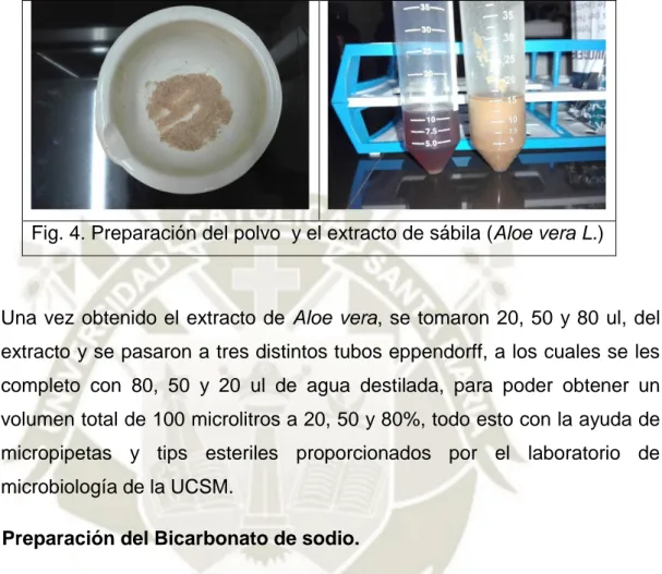 Fig. 4. Preparación del polvo  y el extracto de sábila (Aloe vera L.) 