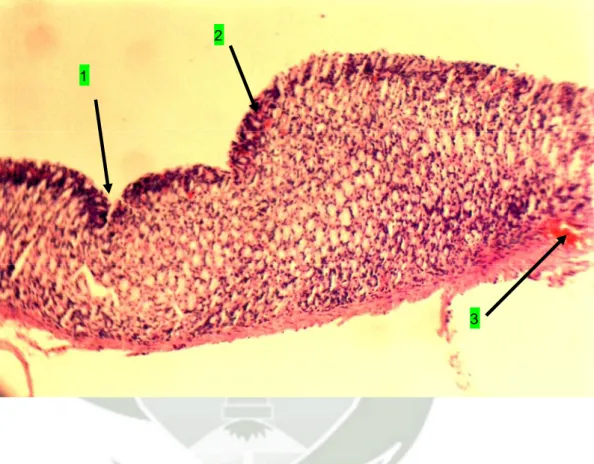 FIGURA 2.  MICROFOTOGRAFÍA DE ESTÓMAGO DE Rattus  norvegicus SOMETIDA A ESTRÉS POR INMOVILIZACIÓN 