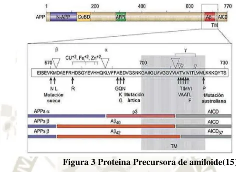 Figura 3 Proteina Precursora de amiloide(15) 