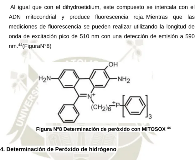 Figura N°8 Determinación de peróxido con MITOSOX  44    