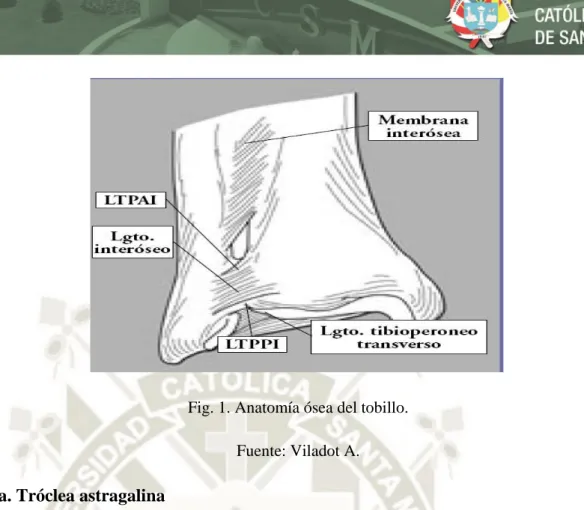 Fig. 1. Anatomía ósea del tobillo.  