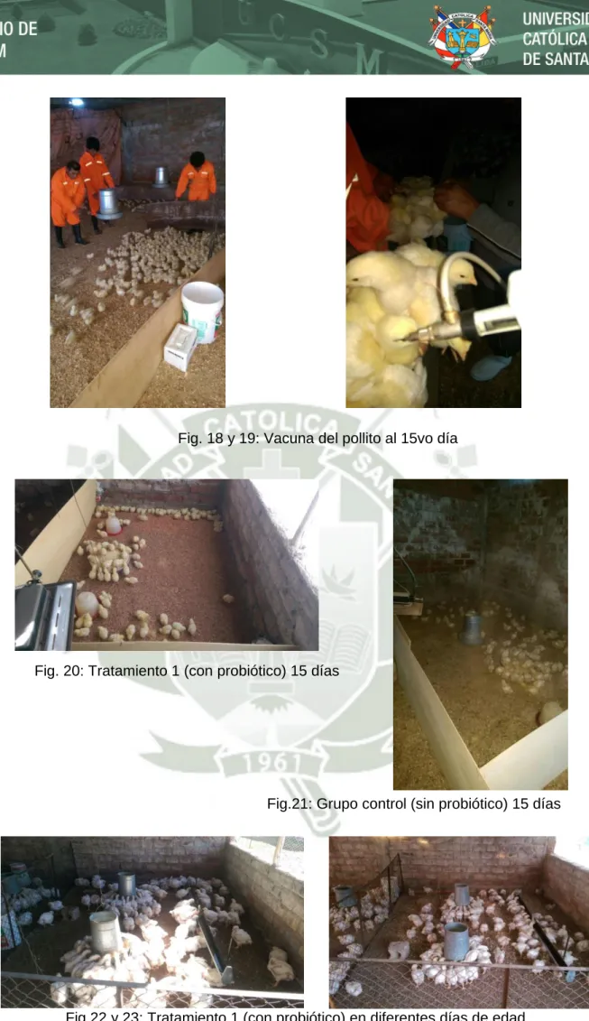 Fig. 20: Tratamiento 1 (con probiótico) 15 días 
