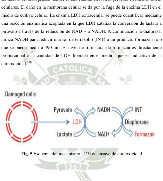 Fig. 5 Esquema del mecanismo LDH de ensayo de citotoxicidad  