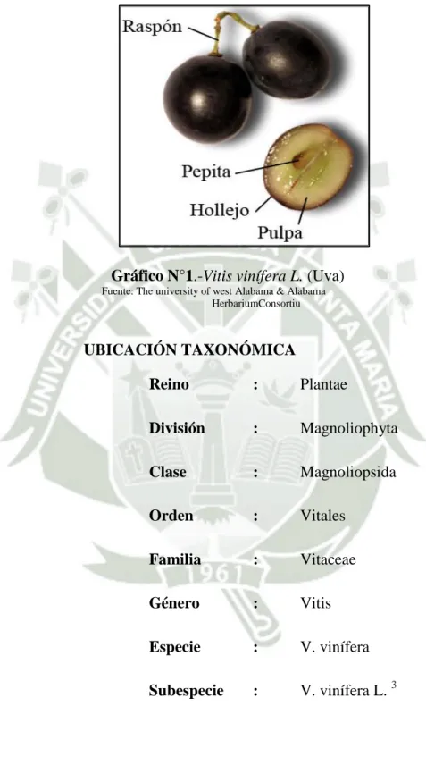 Gráfico N°1.-Vitis vinífera L. (Uva) 