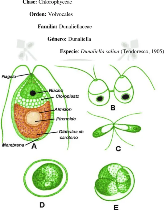 Figura  1:  Estructura  de  Dunaliella  salina.  A)  Célula  vegetativa  con  sus  componentes  celulares;  B)  Zoosporas  en  división  celular;  C)  Fusión  de  gametos; D) Zigospora madura; E) Zigospora en germinación