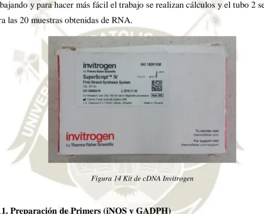 Figura 14 Kit de cDNA Invitrogen 