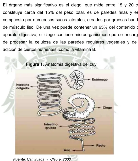 Figura 1. Anatomía digestiva del cuy 