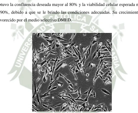 Fig. 10 Desarrollo de células MDA-MB-231 tras 12 horas de incubación. 
