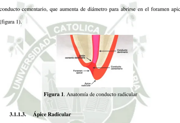 Figura 1. Anatomía de conducto radicular 