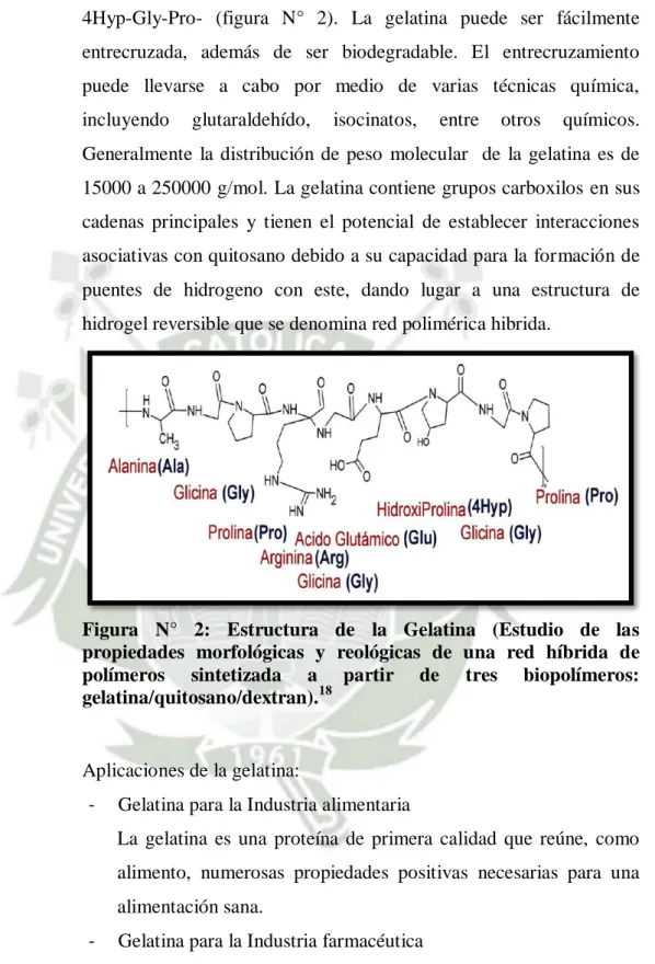 Figura  N°  2:  Estructura  de  la  Gelatina  (Estudio  de  las  propiedades  morfológicas  y  reológicas  de  una  red  híbrida  de  polímeros  sintetizada  a  partir  de  tres  biopolímeros: 