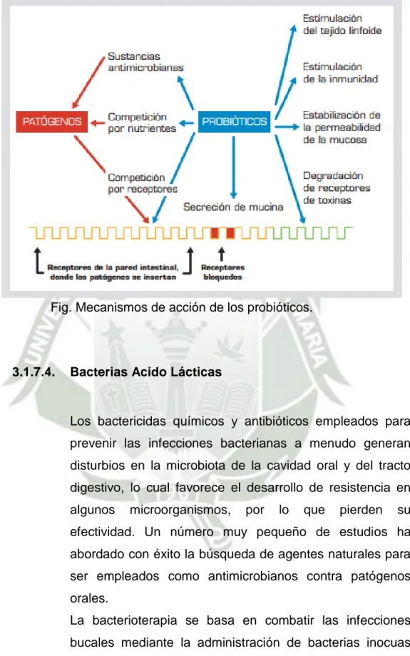 Fig. Mecanismos de acción de los probióticos. 