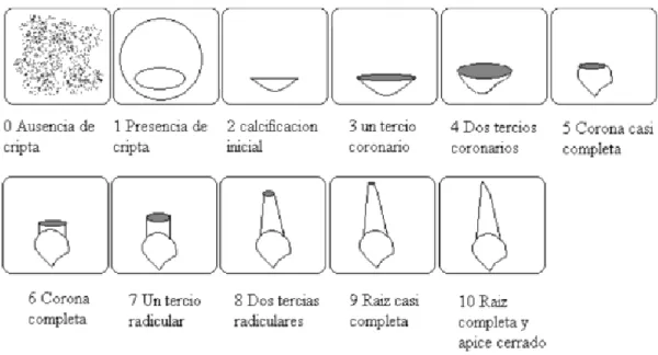 Tabla  de  Nolla,  para  dilucidar  el  estado  formativo  de  los  gérmenes  dentarios 