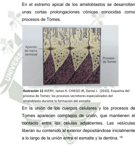 Ilustración 12 AVERY, James K. CHIEGO JR, Daniel J.  (2010). Esquema del  proceso de Tomes: los procesos secretores especializados del 