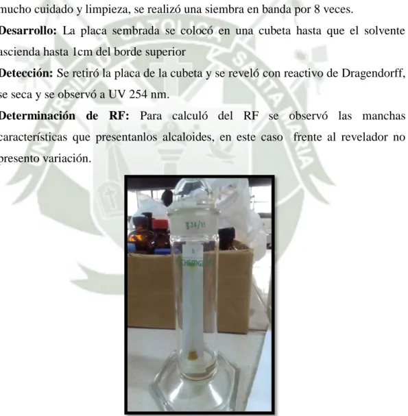 FIGURA N°7: Corrida en placa de sílicagel del extracto alcohólico de Cestrum  auriculatum L'Hér