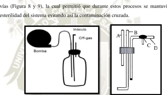 Figura 8. Representación gráfica de los frascos de Biorreacción y sus accesorios. A: 