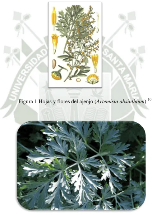 Figura 1 Hojas y flores del ajenjo (Artemisia absinthium)  10 