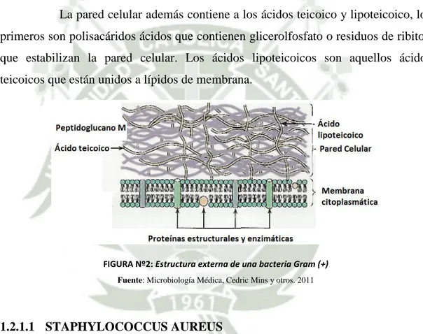 FIGURA Nº2: Estructura externa de una bacteria Gram (+) Fuente: Microbiología Médica, Cedric Mins y otros