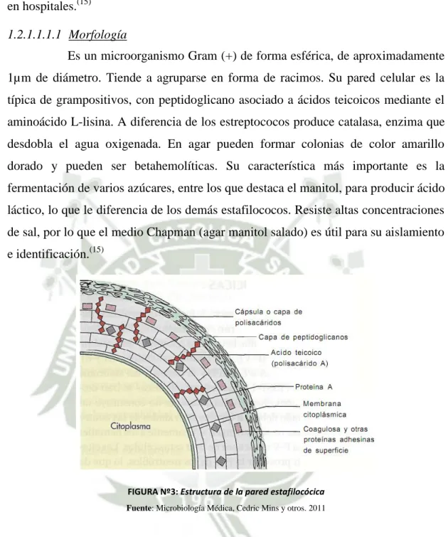 FIGURA Nº3: Estructura de la pared estafilocócica Fuente: Microbiología Médica, Cedric Mins y otros