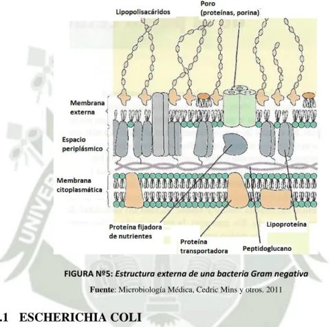 FIGURA Nº5: Estructura externa de una bacteria Gram negativa Fuente: Microbiología Médica, Cedric Mins y otros