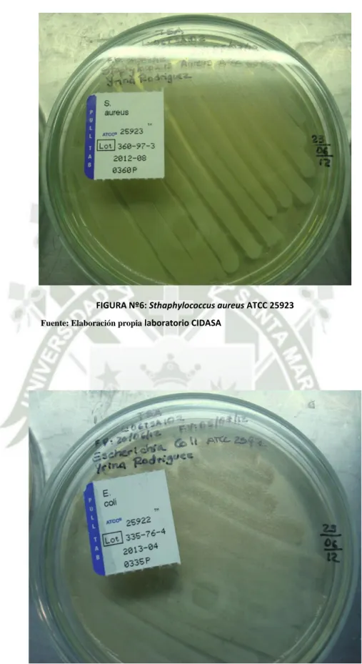 FIGURA Nº6: Sthaphylococcus aureus ATCC 25923  Fuente: Elaboración propia  laboratorio CIDASA