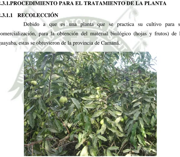 FIGURA Nº9: Arbusto de Psidium guajava L. 