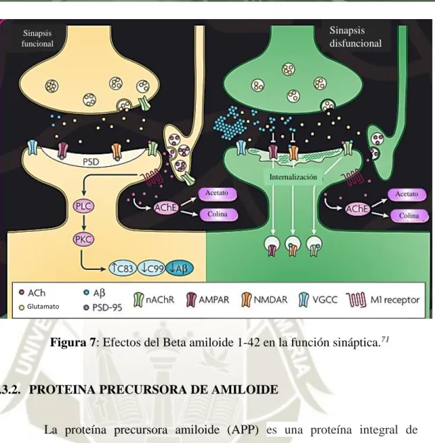 Figura 7: Efectos del Beta amiloide 1-42 en la función sináptica. 71