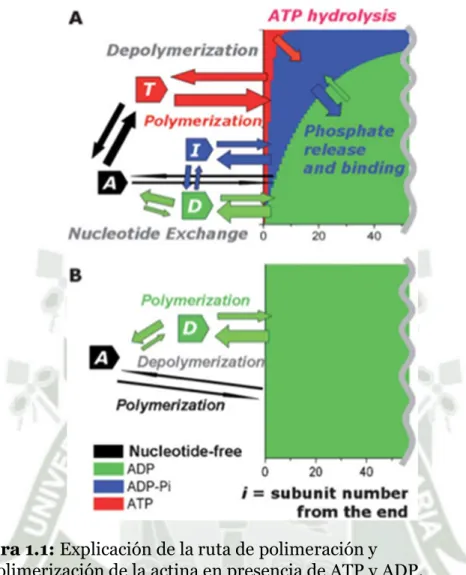 Figura 1.1: Explicación de la ruta de polimeración y  despolimerización de la actina en presencia de ATP y ADP