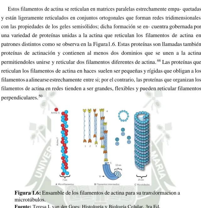 Figura 1.6: Ensamble de los filamentos de actina para su transformacion a  microtúbulos
