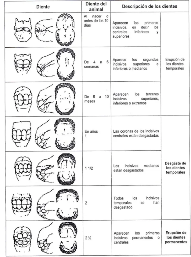Cuadro N° 03: Determinación de la edad de los equinos según los dientes 