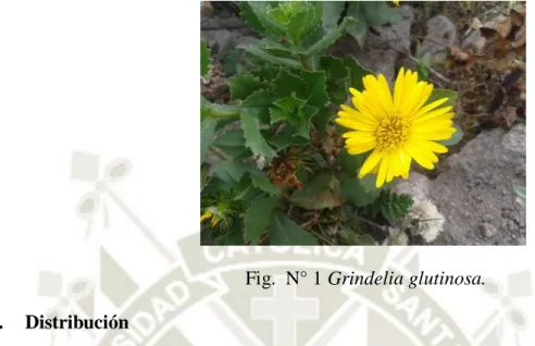 Fig.  N° 1 Grindelia glutinosa. 
