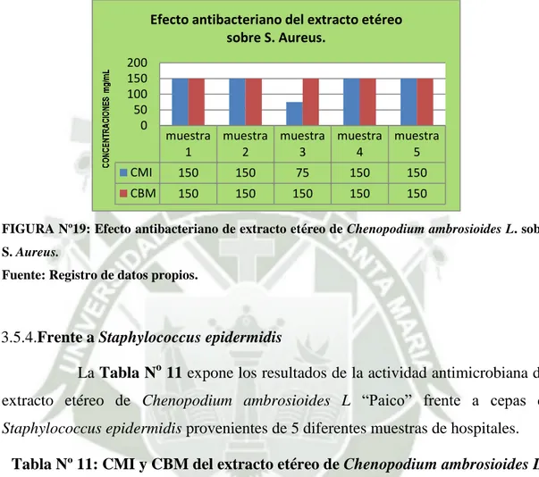 FIGURA Nº19: Efecto antibacteriano de extracto etéreo de Chenopodium ambrosioides L. sobre  S