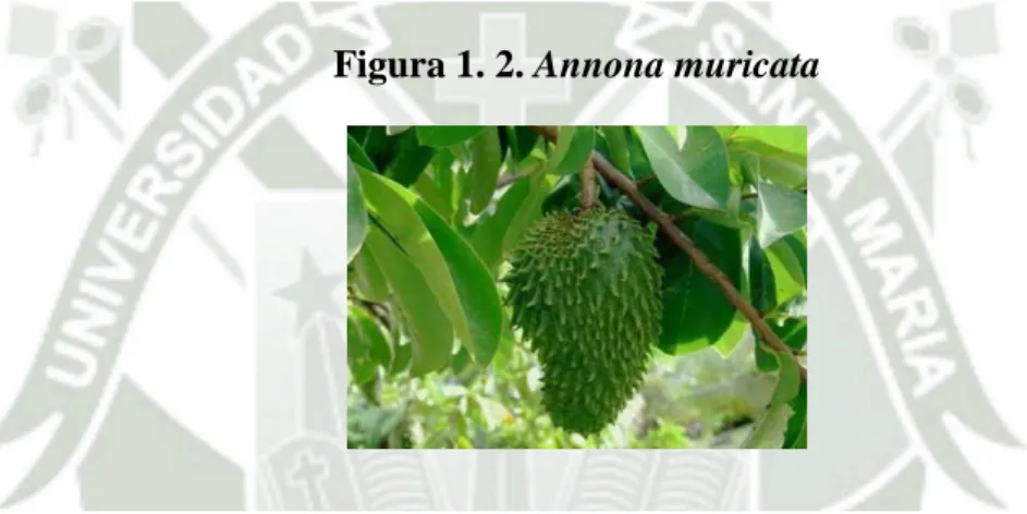 Figura 1. 2. Annona muricata 