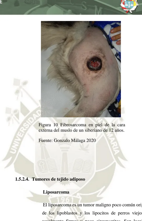 Figura  10  Fibrosarcoma  en  piel  de  la  cara  externa del muslo de un siberiano de 12 años