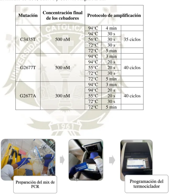 Tabla 2. Concentración final de los cebadores y protocolos de amplificación para las  mutaciones C3435T, G2677T y G2677A del gen MDR1